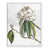 Grain de bois blanc