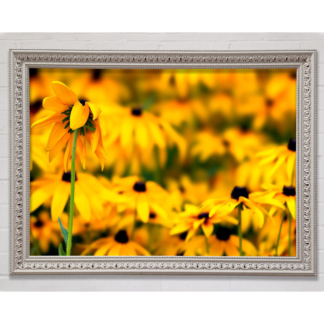 White Eyed Susan Blumen - Einzelner Bilderrahmen Kunstdrucke