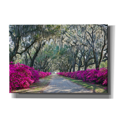 Azaleas Bonaventure' by Winthrope Hiers, Canvas Wall Art