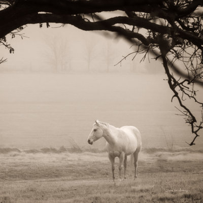 Hazy Horse II by Debra Van Swearingen - Wrapped Canvas Print