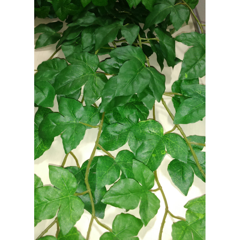 Plante suspendue érable lierre