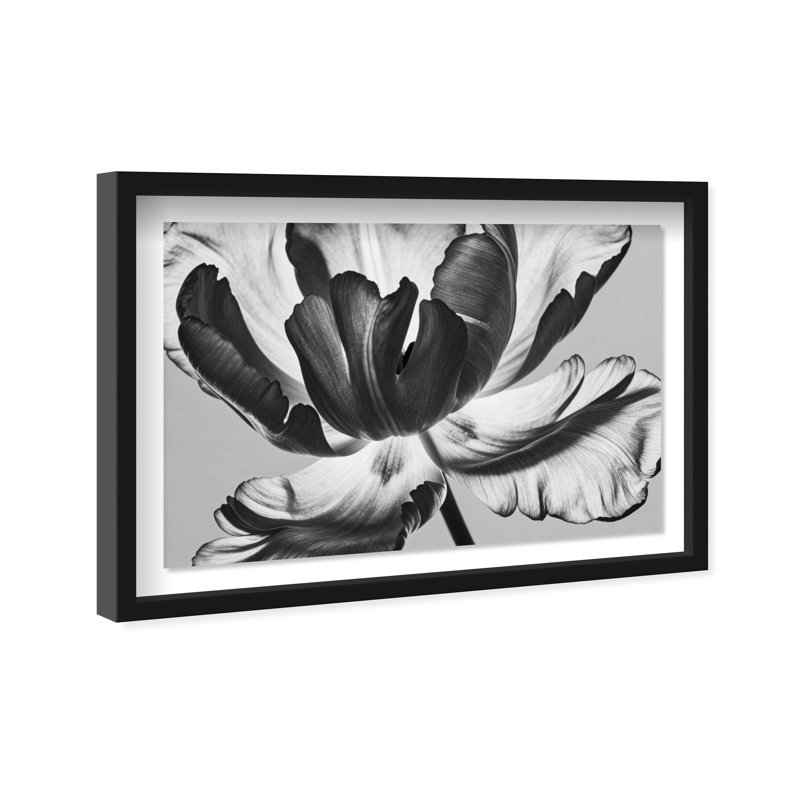 Full Bloom Shadowbox Floral & Botanical Print by Oliver Gal, Black Frame, 15 x 10, 17.5" H x 25.5" W, Black Shadowbox