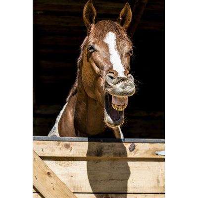 Horse Laugh - Wrapped Canvas Print