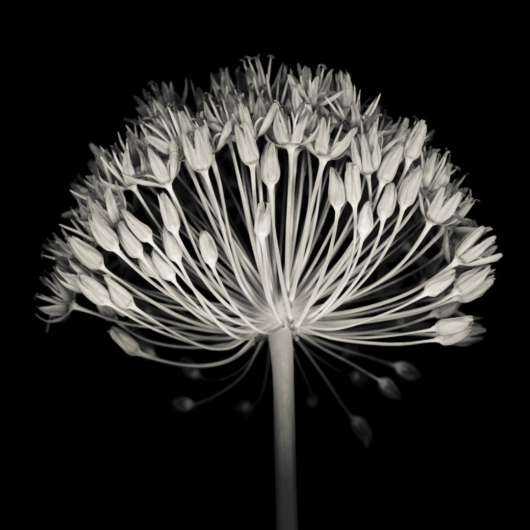 Monochromer Allium-Blütenkopf von OGphoto - Druck