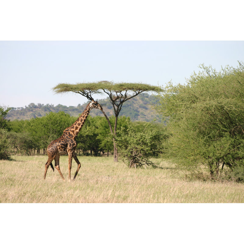 Giraffe Walks In African Savannah by Africanway - Wrapped Canvas Print, 20cm H x 30cm W x 3.8cm D