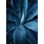 Shadow Agave Acrylic 3 Print by Christopher Kennedy