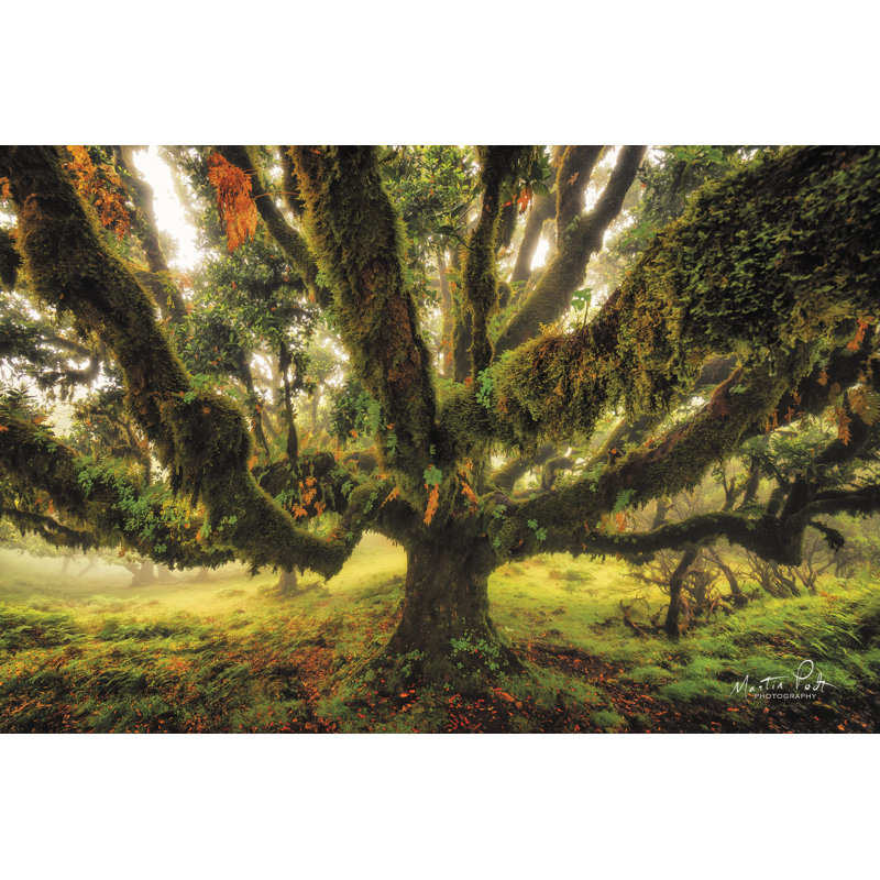 Pieuvre par Martin Podt - reproduction, H 20 po x l 30 po, Toile tendue