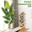 Rontez Faux Plant-1077544764