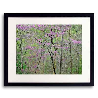 Blooming Redbud in Tennessee Forest Photographic Print