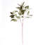 41-Inch Eucalyptus Seed Stem
