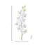 Just Cut Dendrobium 27 po 