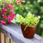 Ensemble de 2 pots à fleurs-902774925