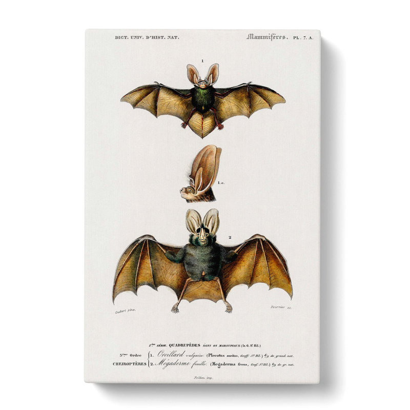 Long-Eared Bat by Charles D' Orbigny - Wrapped Canvas Print, 50cm H x 35cm W x 3cm D