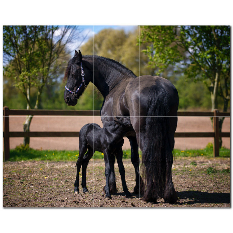 Photo de cheval 12 x 12