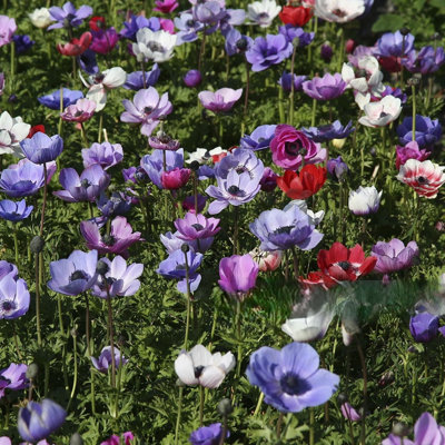 Colorful Lieutenant Anemone Poppy - Blue, Purple, Pink, White Flowers - 30 Bulbs - Attracts Butterflies, Bees & Hummingbirds