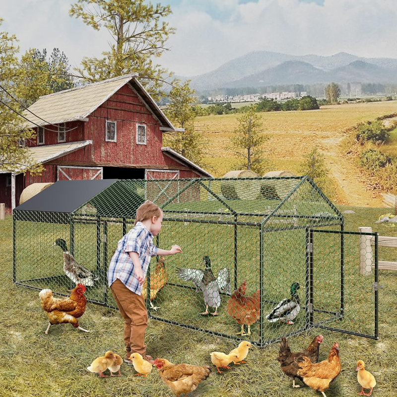 Chicken Coop