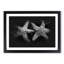 Two Starfish - Picture Frame Graphic Art Print-56864710-56864713