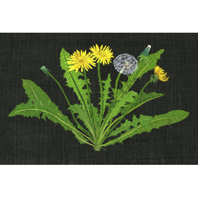 Wild Dandelion II - Wrapped Canvas Painting