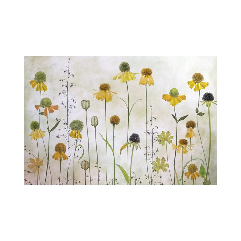 Helenium by Mandy Disher - Print on Canvas, Wrapped Canvas, 30.48cm H x 45.72cm W x 1.91cm D