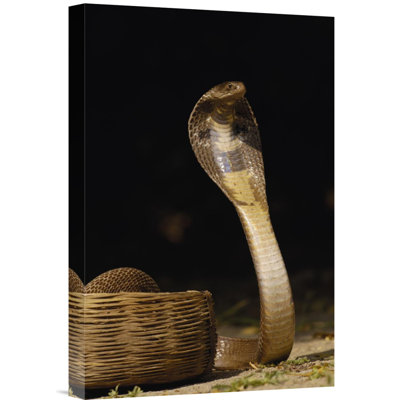 " Spectacled Cobra With Hood Flared "
