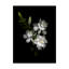 «Gardenia» par Dosta, impression sur toile tendue-29223809