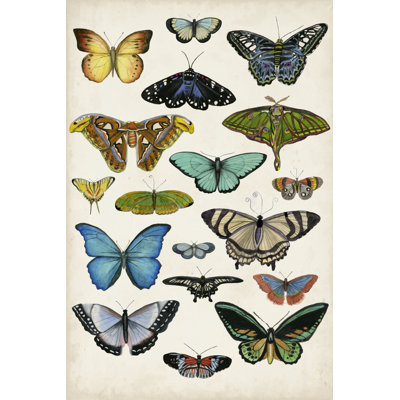 Butterfly Taxonomy I by Naomi McCavitt - Wrapped Canvas Painting