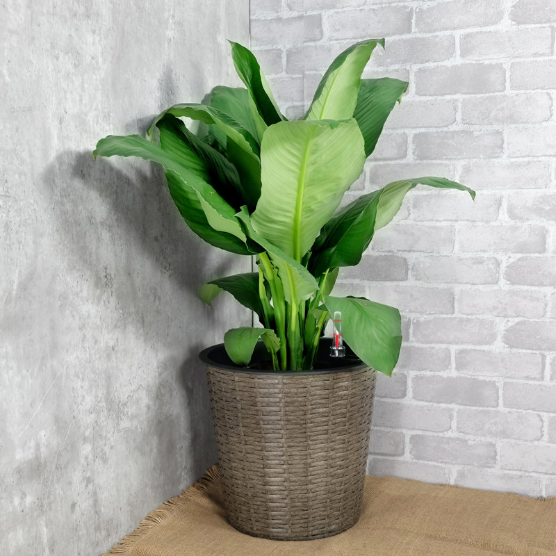 Self-Watering 13.4" Planter - Natural Color Indoor Outdoor Frost Effortless Assembly Round For And Weather Easy Procedure