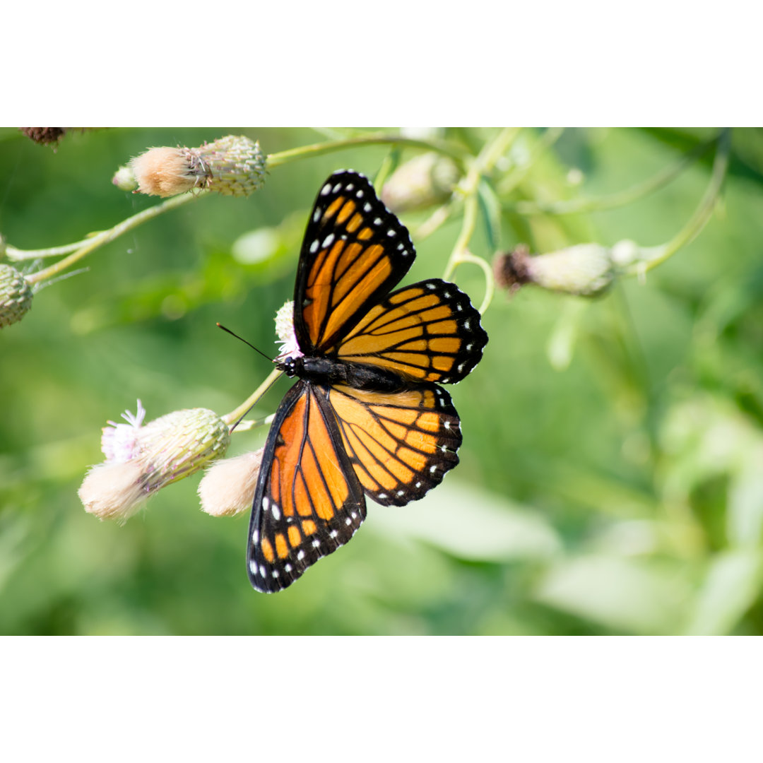 Monarch auf Blumen von AHPhotoswpg - Drucken