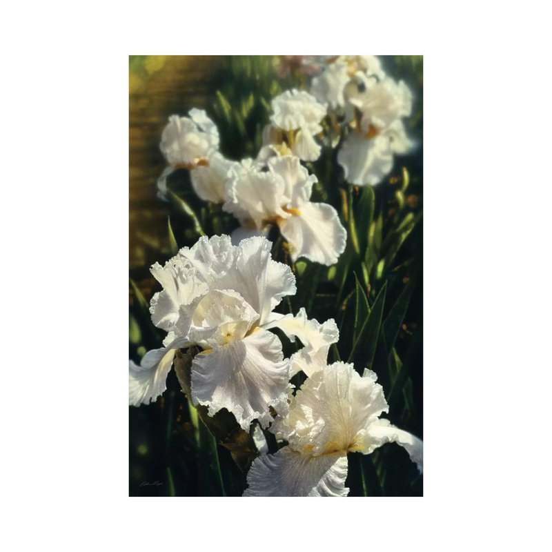 «Iris Garden» par Collin Bogle - reproduction de photo, H 40 po x l 26 po x P 1,5 po, Toile tendue, Aucun mat