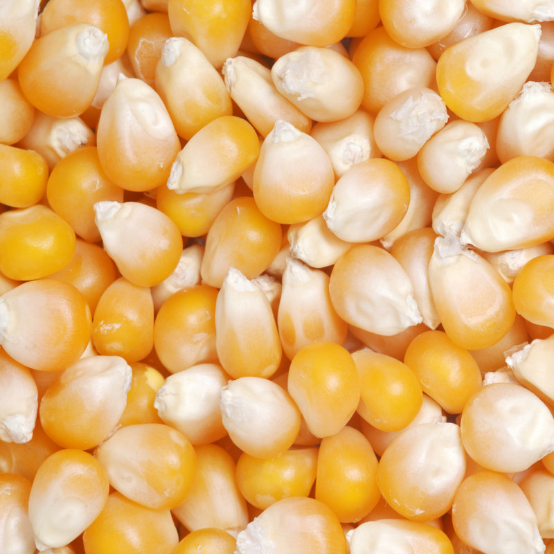 Great Northern Popcorn Popcorn Kernels, Popcorn Ingredients, 12.5 Oz.