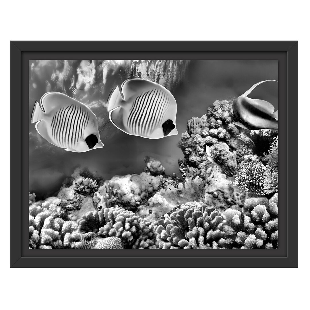 Gerahmtes Wandbild Tropen Fische