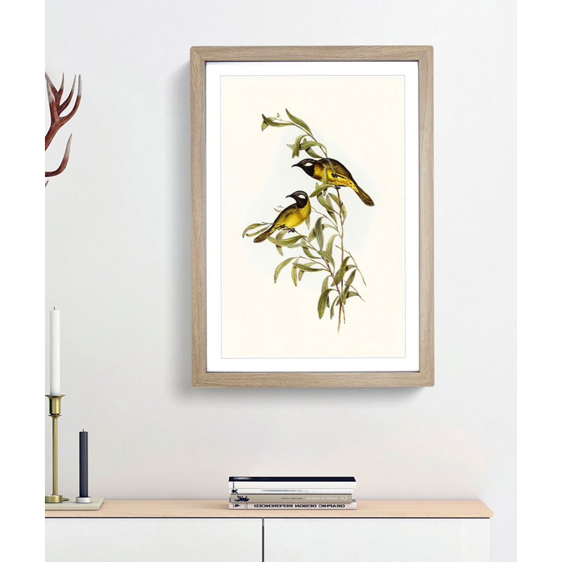 White-Eared Honeyeaters by Elizabeth Gould - Picture Frame Painting Print, 65cm H x 48cm W x 2cm D, Oak Framed