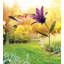44 po. Colibri 44 po