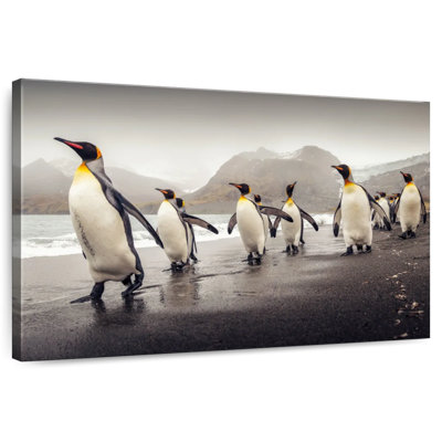 Pingouins bruns le long de la plage