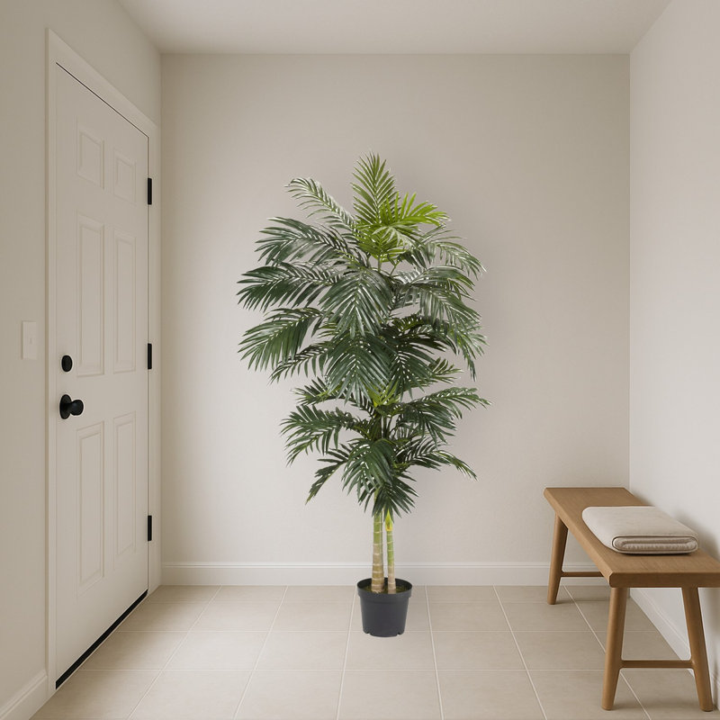 Golden Cane Palm Tree