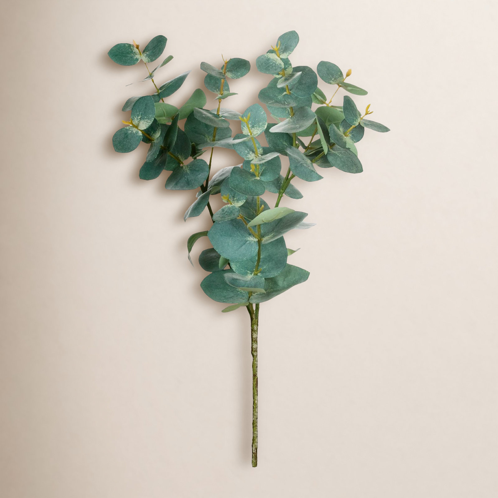 Eucalyptus Stems