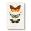 Moth Illustrations PL. 8 by Charles D Orbigny - Wrapped Canvas-55362921