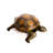 Reginia Tortoise Statue