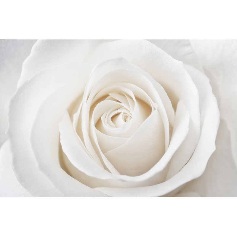 Perfect White Rose - Photographie sur toile tendue, H 20 po x l 30 po