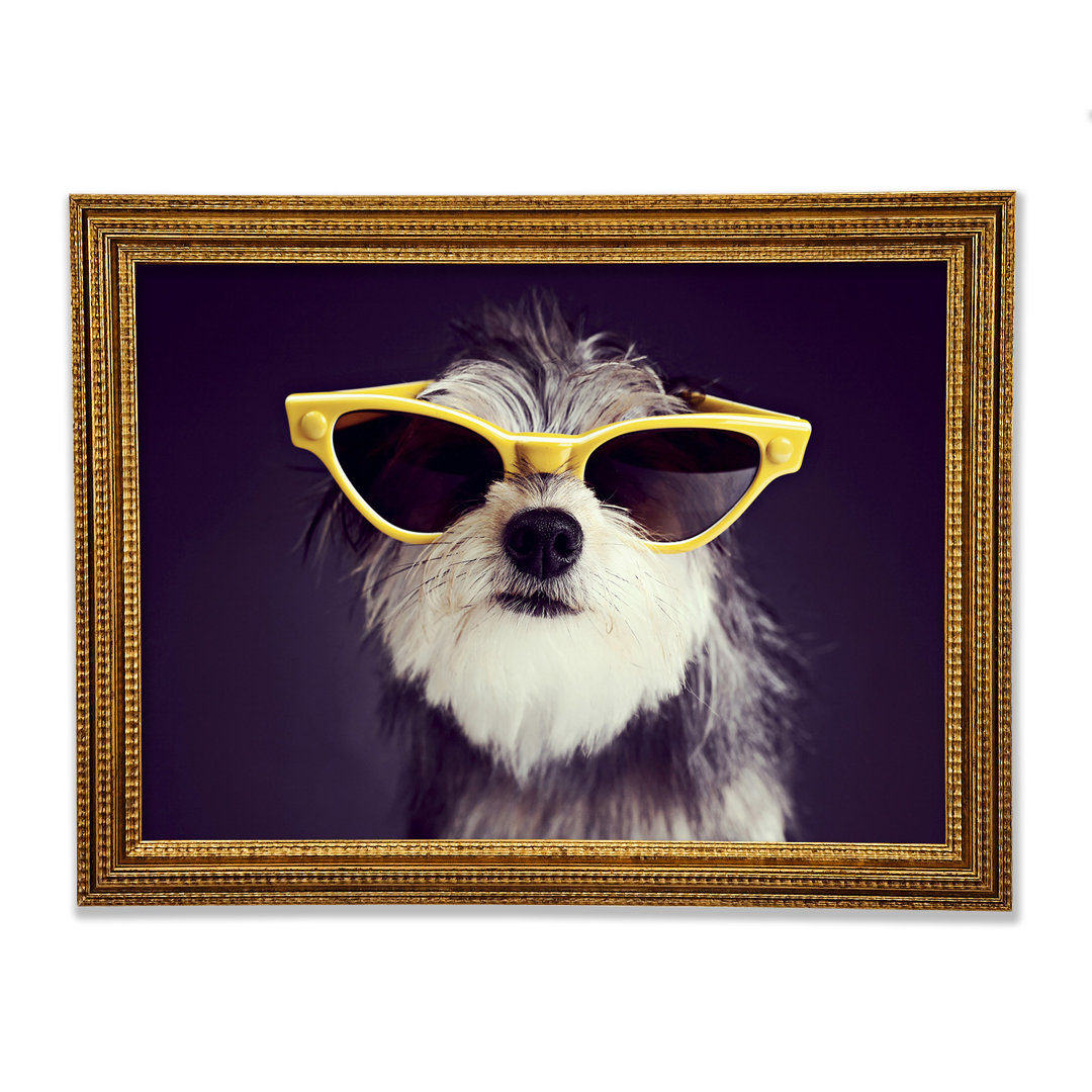 Sonnenbrille Hund Pooch - Einzelner Bilderrahmen Kunstdrucke