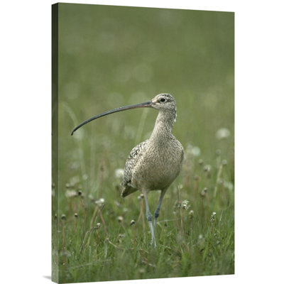 " Long-Billed Curlew Walking Through Field, Summer, Idaho "