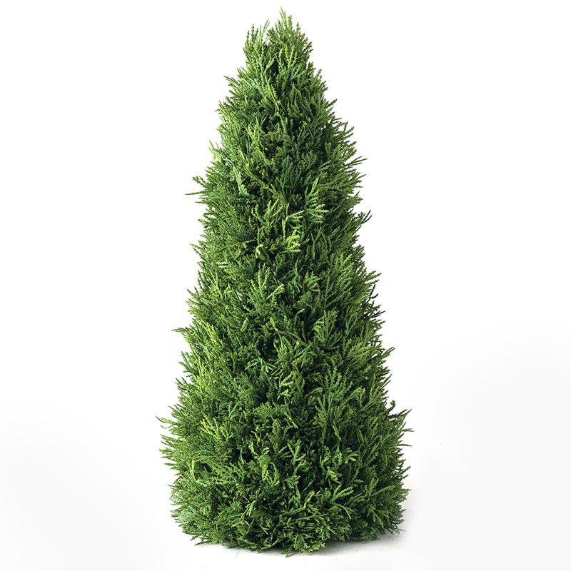 Cèdre de table et arbre pin