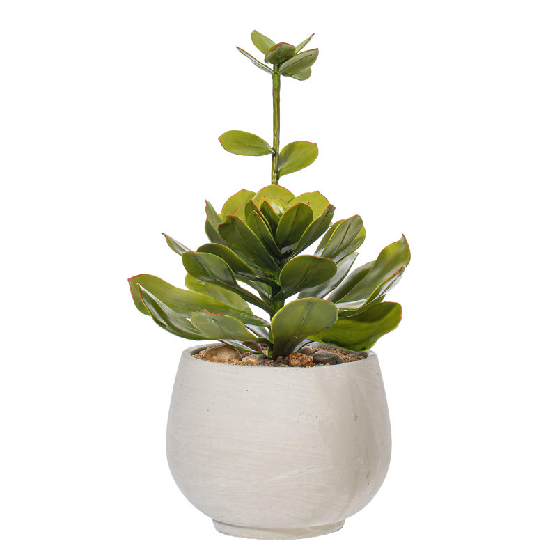 14.5 Plante