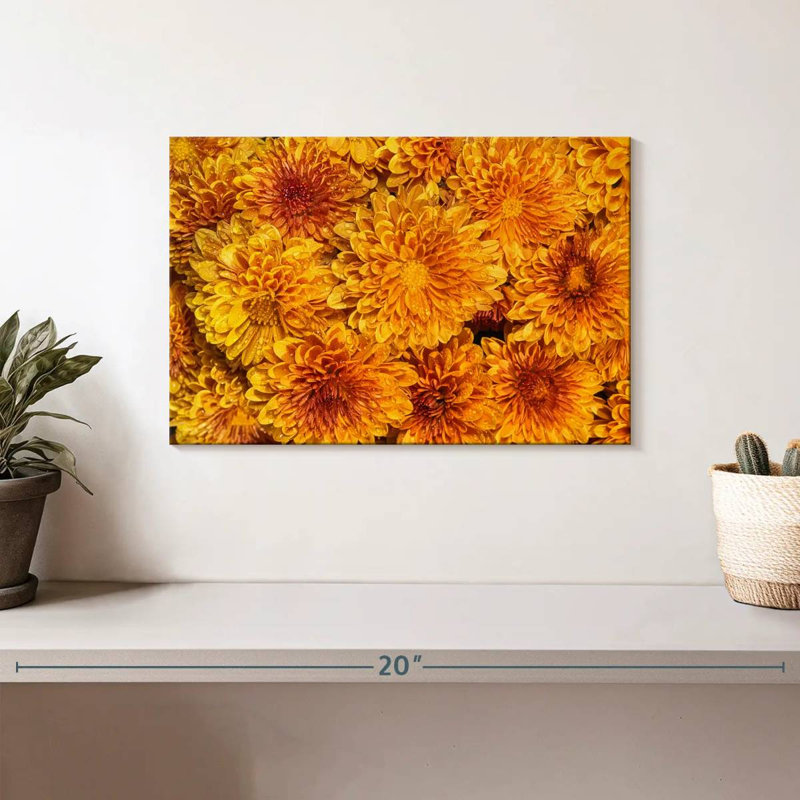 Harnek Chrysanthemums Bloom, H 8 po x l 12 po