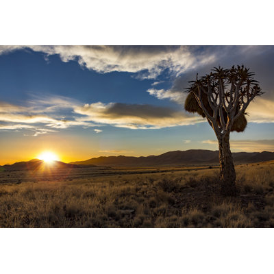 Lealan Sunset Quiver Tree - Wrapped Canvas Print