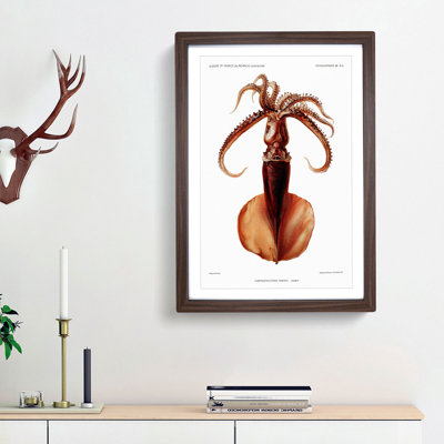 Squid Illustration by Albert I - Framed Print