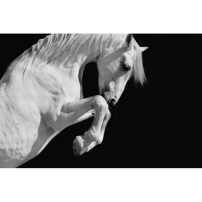 White Stallion Horse by 66North - Wrapped Canvas Print, 30cm H x 46cm W x 3.8cm D