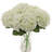 Cream Hydrangea Stems - Large 7" Blooms