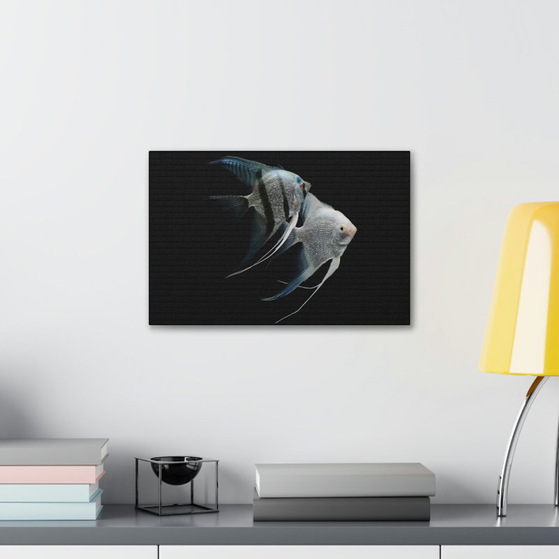 Drôle de poisson ange, H 12 po x l 18 po