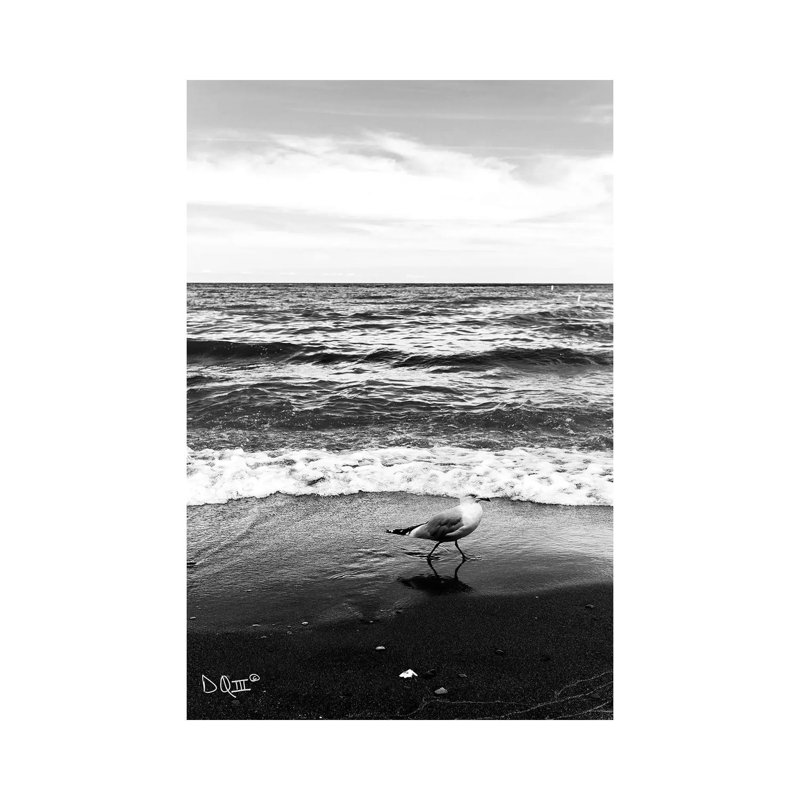 Seagull I by Donnie Quillen - Print on Canvas, 101.6cm H x 66.04cm W x 1.91cm D, Wrapped Canvas